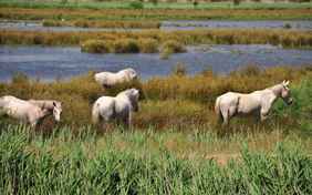 die berühmten "weißen Wildpferde" der Camarque